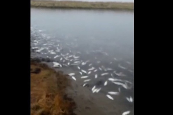 На Сахалине всплыла тонна полуживой сельди вверх брюхом
