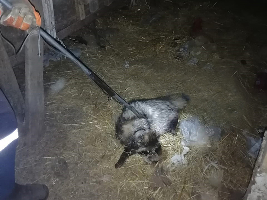 Под Тимашевском енот, головой застрявший в банке, устроил погром в чужом жилище