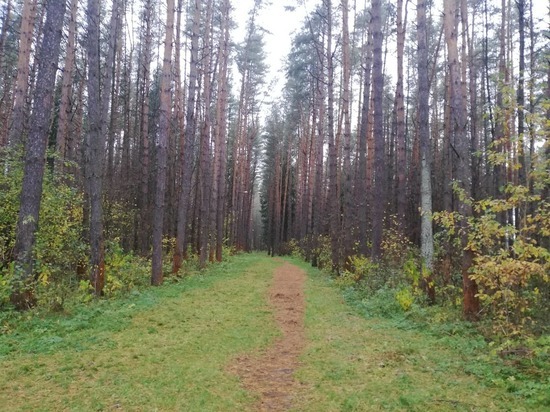 25 лесных пожаров зарегистрировано в Смоленской области в этом году