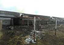 Информация о возгорании на ферме в деревне Николаевка поступило в оперативную дежурную службу сегодня, 23 октября сразу после полудня