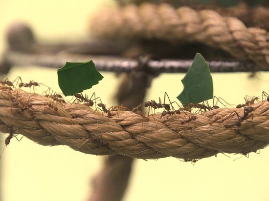 Ученые раскрыли причину невероятной силы и выносливости рабочих муравьев