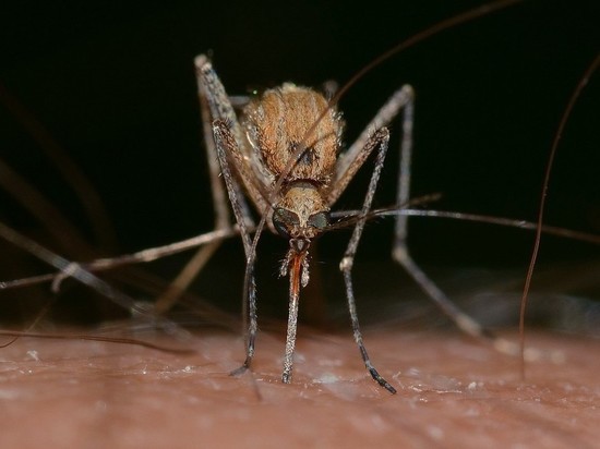 В Антарктиде из-за туристов появились обыкновенные комары