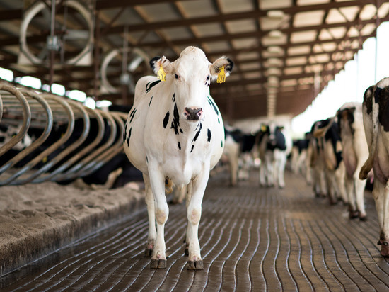 Костромской областной грант дал возможность шарьинским аграриям построить новую ферму на 200 коров