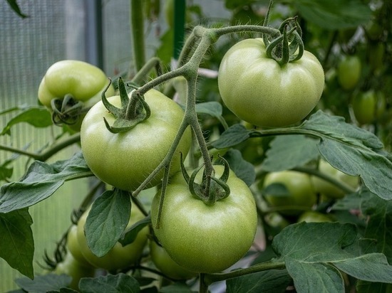 Как волгоградцам засолить зеленые помидоры без уксуса