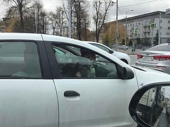 Соцсети: В Казани ягуара катали на переднем сиденье авто