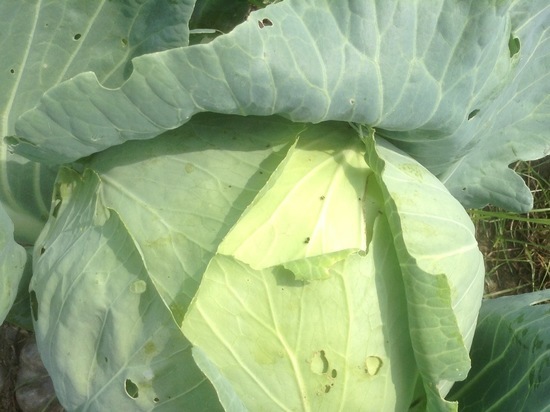 Смоляне приняли участие в заседании по продбезопасности