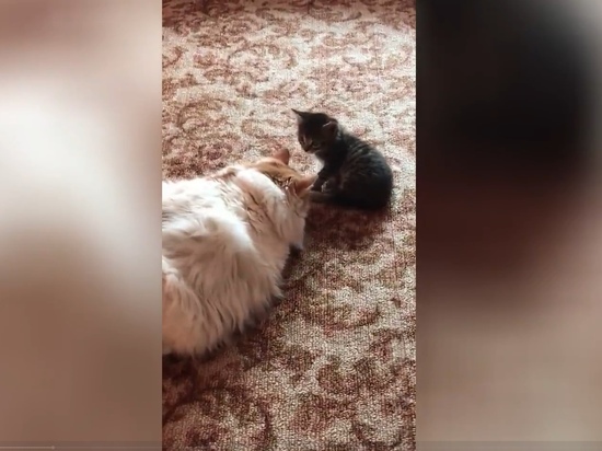 Жительница Алтая сняла вирусное видео с котиками, которое набирает по 160 тысяч просмотров в день