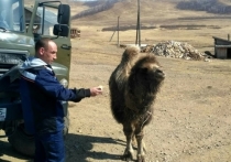 В Нерчинско-Заводском районе Забайкалья к животноводческой стоянке в артели «Даурия» прибился дикий верблюжонок