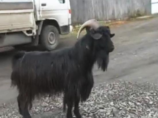 Жителей хакасского посёлка затерроризировал черный козел