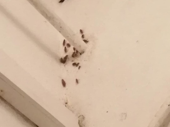 Читинец заметил тараканов на кухне детского сада