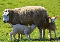 В Забайкалье принята новая программа по развитию овцеводства до 2030 года