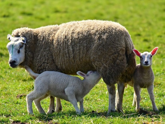 Власти Забайкалья приняли новую программу развития овцеводства
