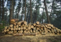 Схему регулирование лесной отрасли предложил изменить губернатор Забайкальского края Александр Осипов, изменив статью 83 Лесного кодекса РФ и передав полномочия на федеральный уровень