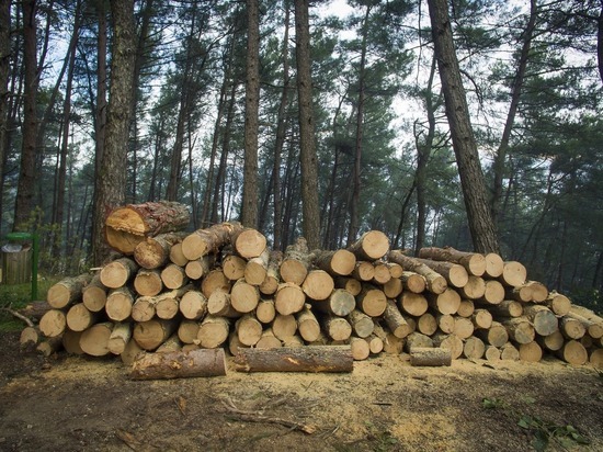Власти Забайкалья предложили изменить Лесной кодекс