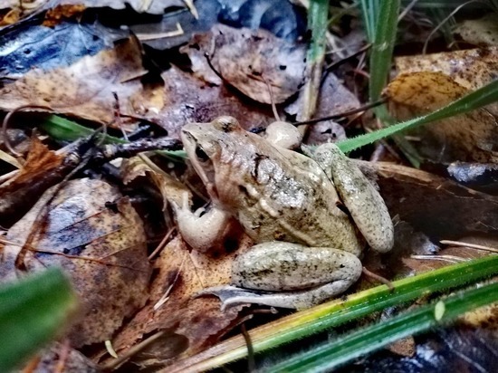 Четверг, 29 октября, на Смоленщине будет сухим и теплым
