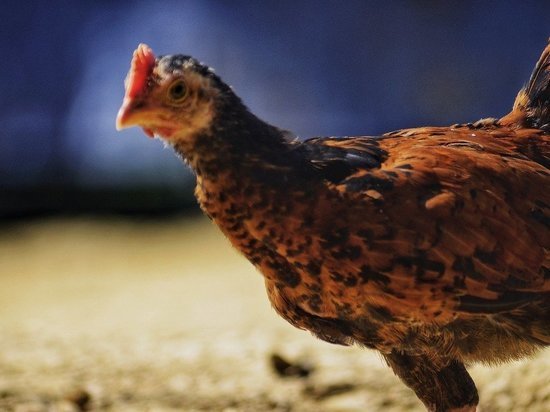 Четыре курицы и кролик были похищены у карельской пенсионерки
