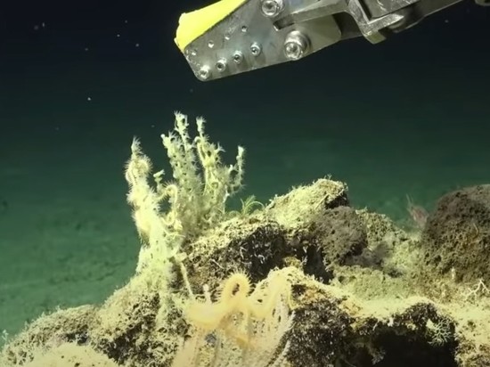 Обнаружен коралловый риф-небоскреб выше Эйфелевой башни