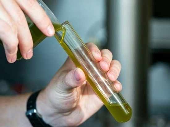 В КФУ начали производить оливковое масло на итальянском оборудовании