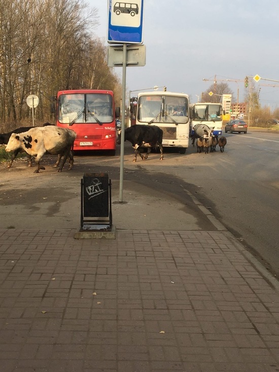 По улицам Ярославля гуляют коровы и овцы