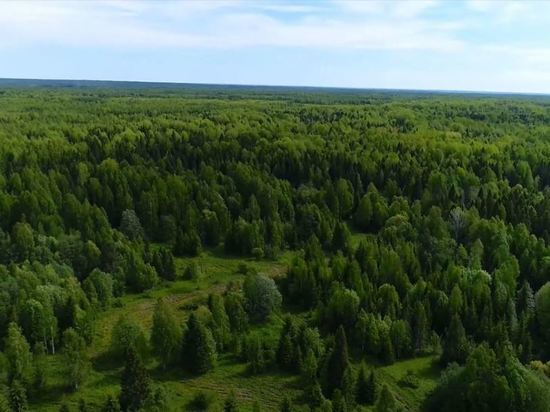 Заповедник «Кологривский лес» в Костромской области получил международный статус
