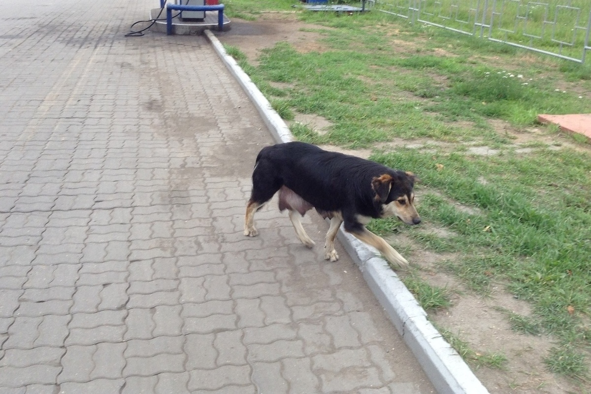 Приют верность смоленск новости