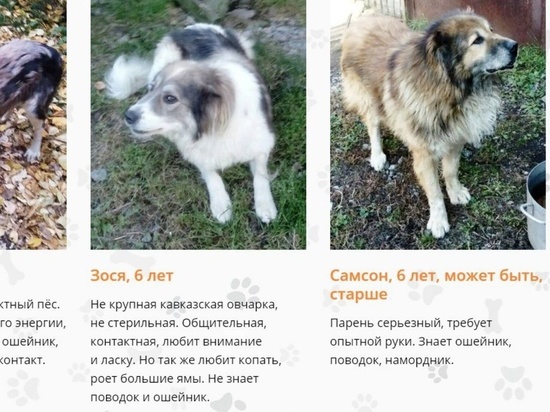 На челябинском предприятии расформировывают питомник собак-овчарок