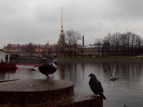 Исследование: каждый четвертый житель Петербурга недоволен экологией в городе