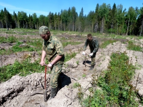 Губернатор Костромской области Сергей Ситников потребовал увеличить масштаб работ по лесовосстановлению