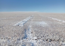 Стала известна сумма ущерба сельхозтоваропроизводителям Забайкальского края от неблагоприятных погодных условий