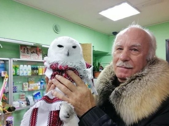 В Ноябрьске мужчина спас истощенную полярную сову