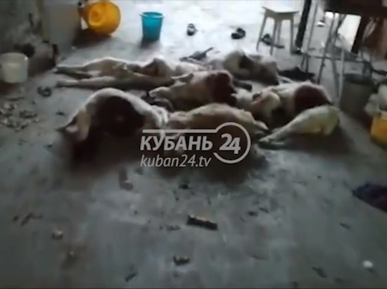 В Кущевском районе частные хозяйства разорены дикими волками