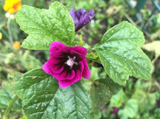 Погода в Смоленске в последний день октября днем и ночью будет одинаковой