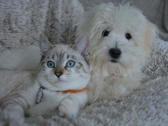Российских студентов не учат лечить кошек и собак, пожаловался ветеринар