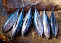 Ученые Гарвардского университета рассказали, употребление какой рыбы, в которой содержится токсичный для человека химический элемент – ртуть – может нанести вред здоровью
