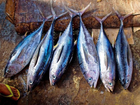Эксперты назвали самые опасные из-за содержания ртути виды рыб