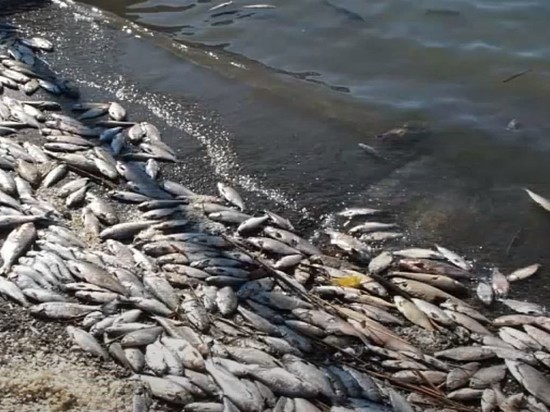 Массовый выброс рыбы произошел в одном из сел Приморья