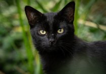 Общество защиты животных Бийска сообщило, что не будет раздавать накануне Хэллоуина черных зверей, чтобы избежать жертвоприношений