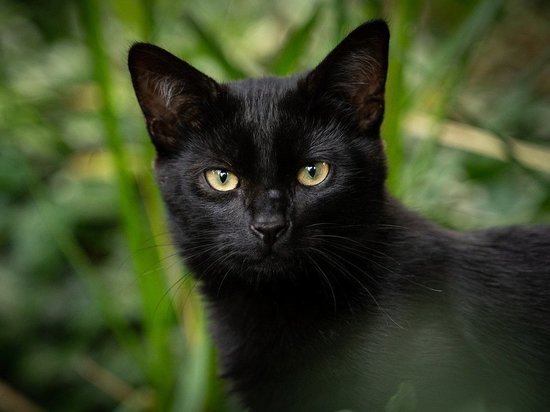 На Алтае приюты не отдавали черных котов в канун Хэллоуина