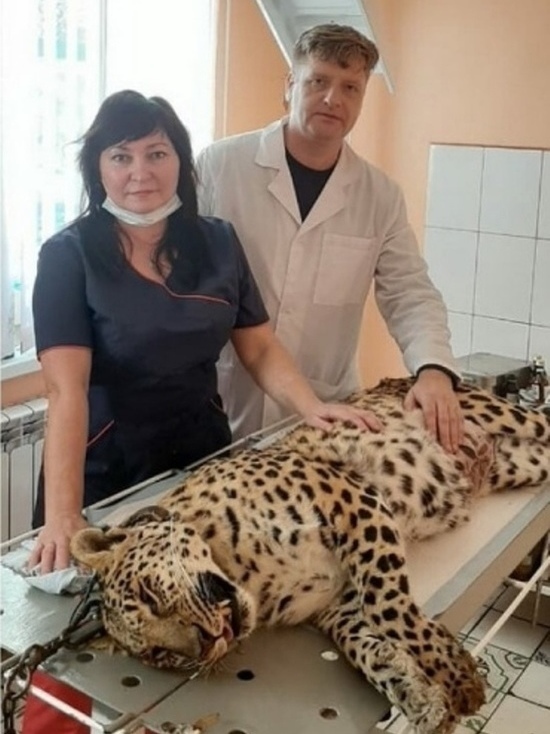 Кинешемские ветеринары прооперировали… леопарда