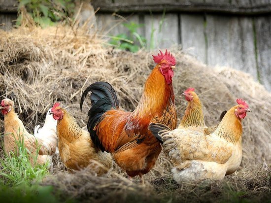 Под Тулой птицефабрика оштрафована за сжигание куриц в крематории