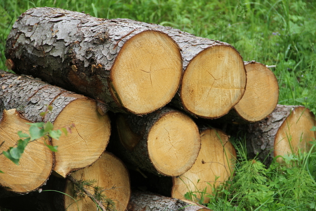 Из какого материала стали или дерева. Древесина для многодетных. Древесина для граждан. Предоставление древесины для отопления. Предоставление древесины для собственных нужд.