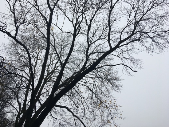 Погода в Смоленске 3 ноября стала теплее среднестатистических норм