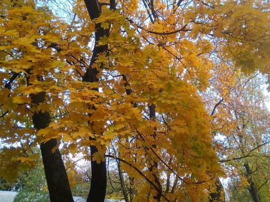 Погода в Луганске на 4 ноября: сухо, но облачно