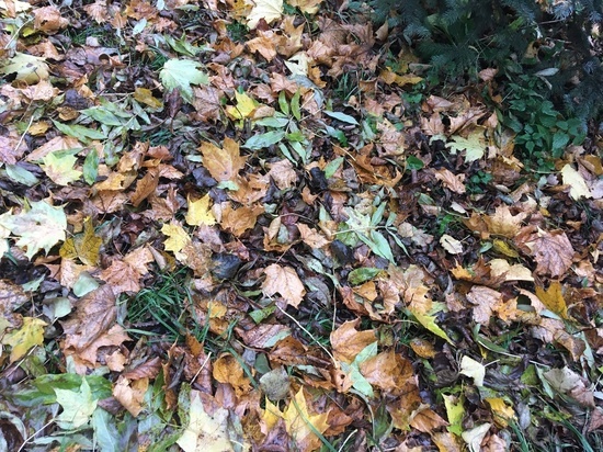 В Смоленске днем температура воздуха 4 ноября перестала отличаться от ночи