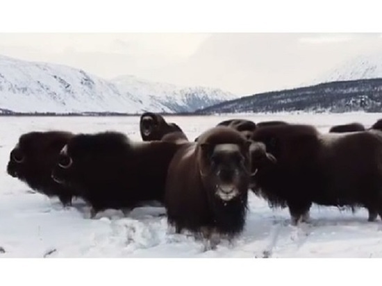 10 овцебыков из Ямала переехали на Таймыр