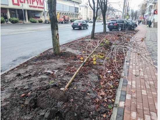 В Смоленске вандалы вырвали молодые клены и бросили их на землю