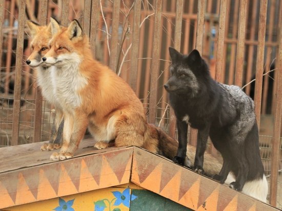 Читинский зоопарк откроют для посетителей 9 ноября
