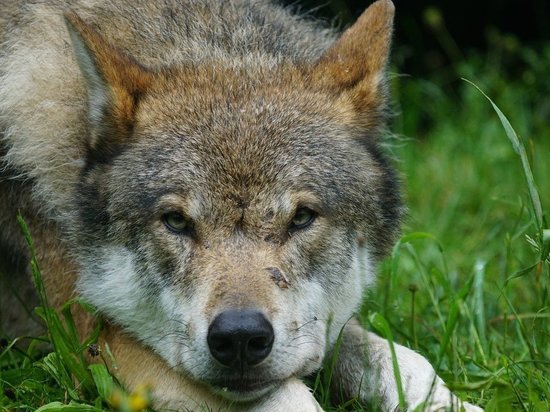 От укусов бешеного волка пострадали два жителя Шахтерска