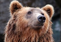 Отстрел медведицы с медвежонком, забравшихся на верхнюю палубу атомной подлодки «Александр Невский» на Камчатке в воскресенье, 8 ноября, вызвал бурю обсуждений