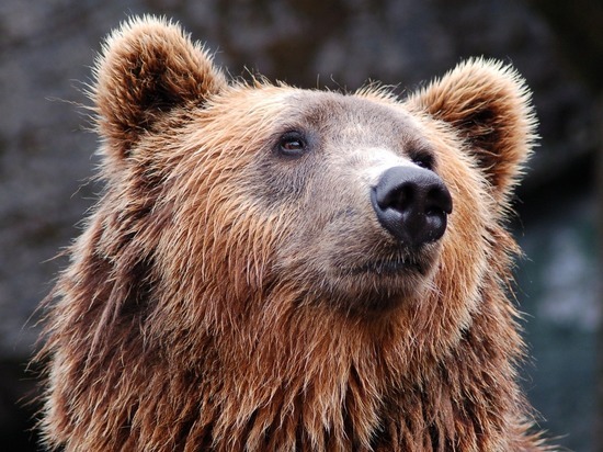 Отстрел медведицы на атомной подлодке в Вилючинске оценил охотовед